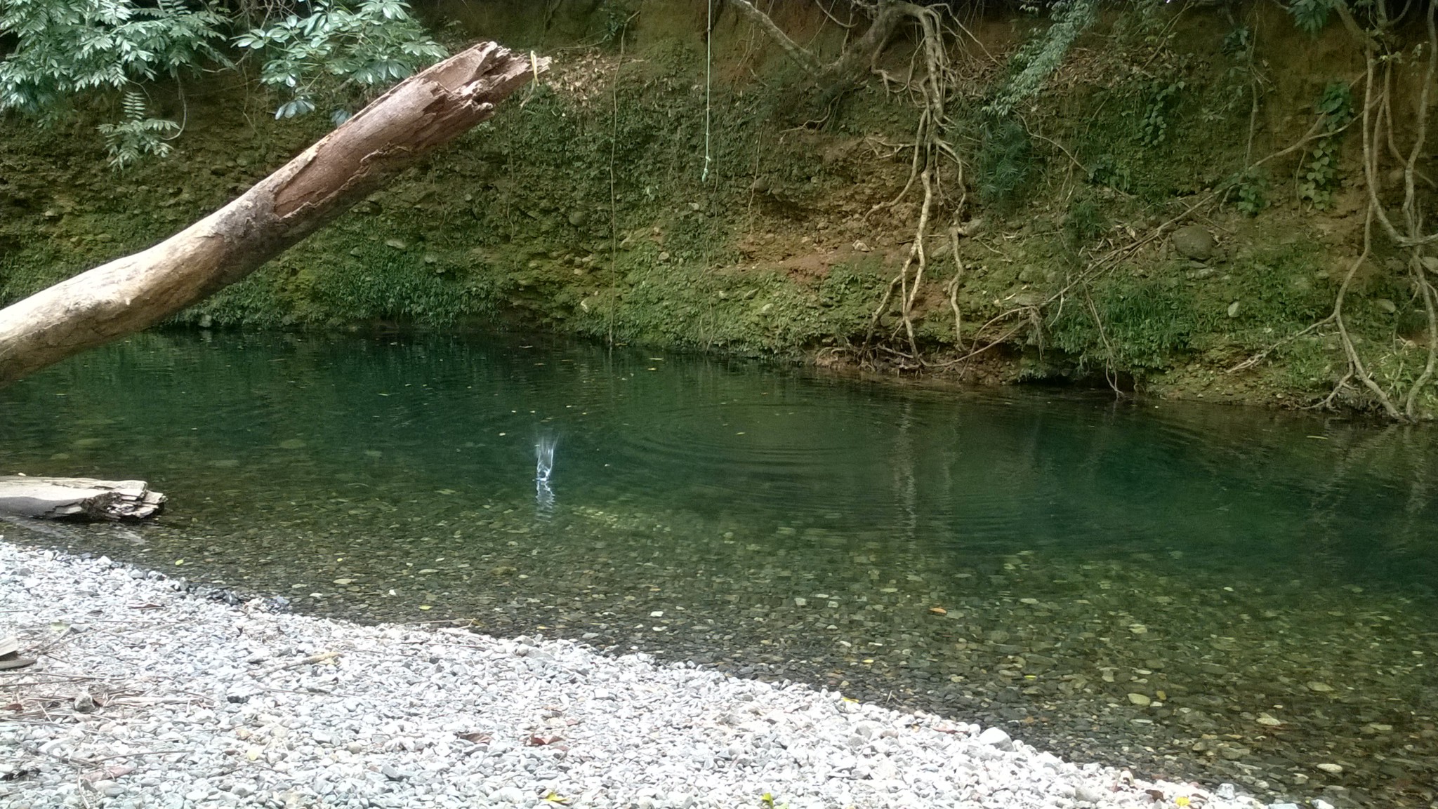 How To Get To Emmagen Creek Swimming Hole Cape Tribulation