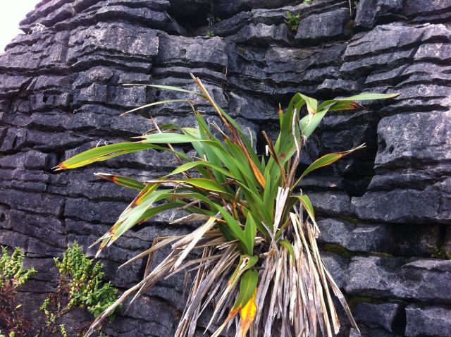 Punakaiki Pancake Rock - Routes and Trips